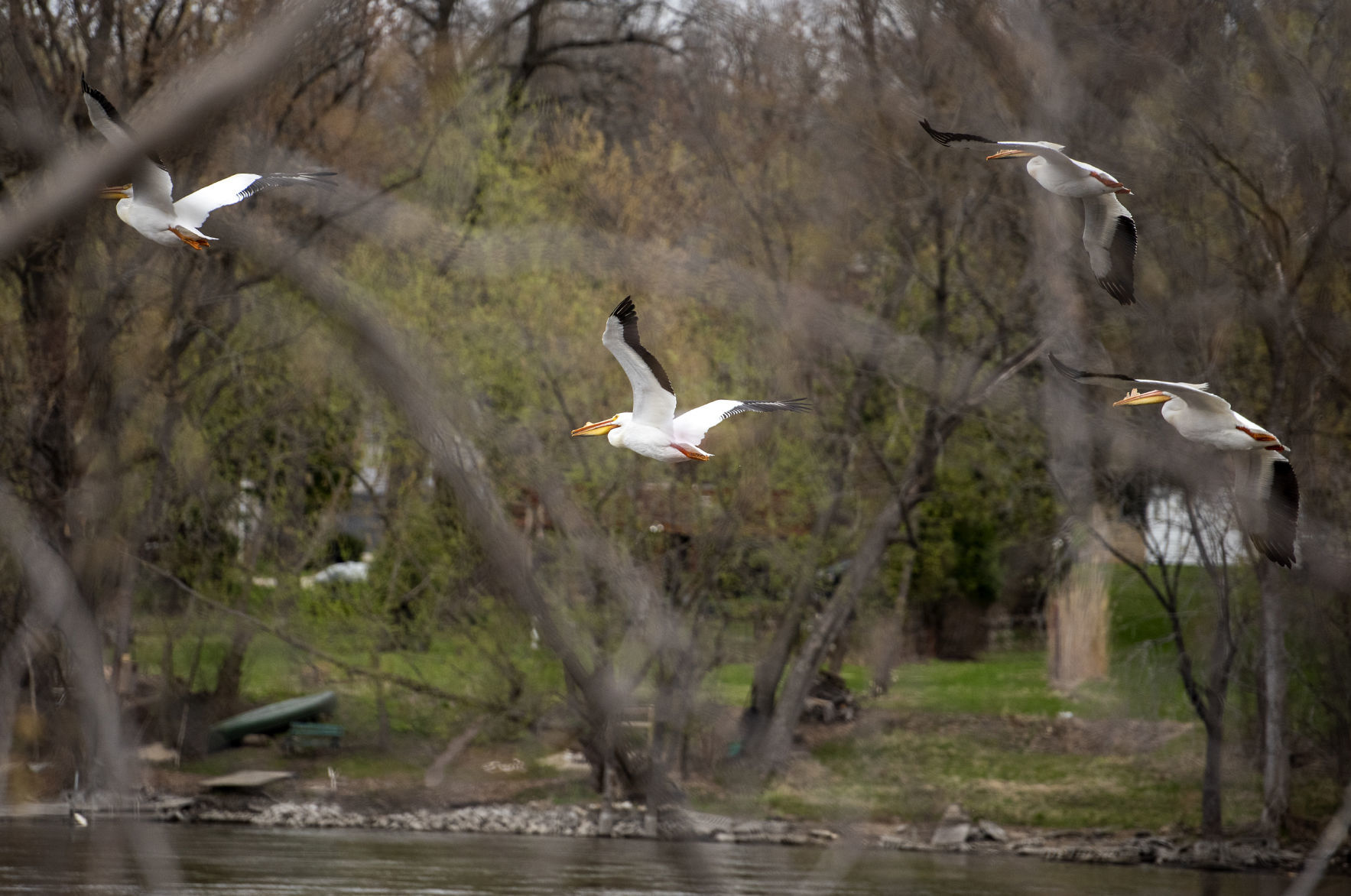 190423_PELICANS04